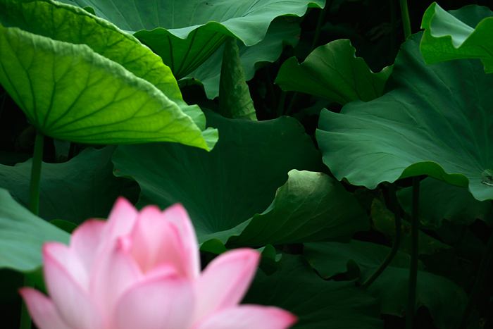 Lotus Bluete Shinobazu Teich Tokio, Portr&auml;ts, gro�e kleine Momente, Visionen,Fotos, Reportagen, Gesellschaftsfotografie, Panoramen, freie Arbeiten