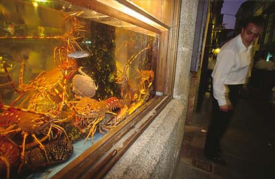 SAN_LOBSTER_01