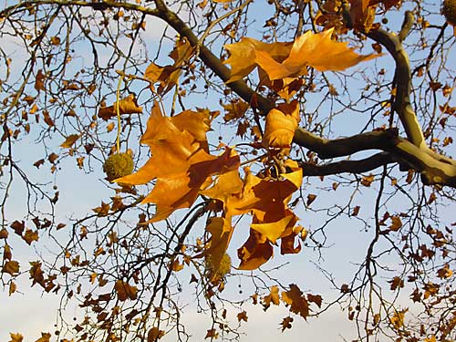 KOELN_HERBST_151103