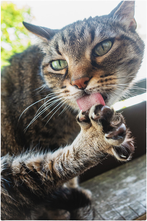 Kater putzt sich 16.05.2026