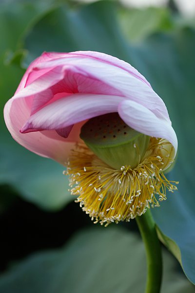 Lotus verbluehend Shinobazu Teich Tokio, Portr&auml;ts, gro�e kleine Momente, Visionen,Fotos, Reportagen, Gesellschaftsfotografie, Panoramen, freie Arbeiten
